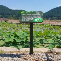 gaonuree-29